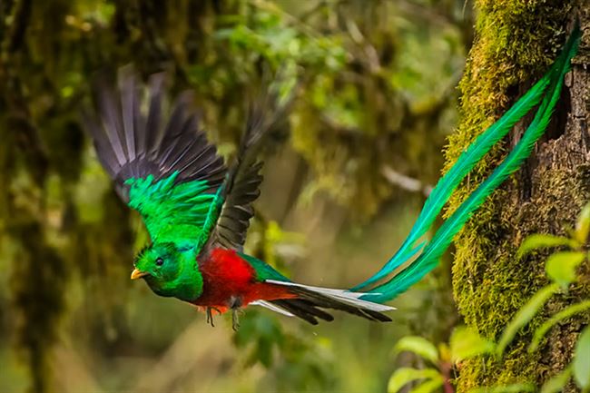 viajes costa rica Quetzal