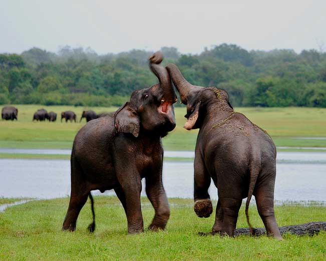 viajes Sri Lanka elefantes