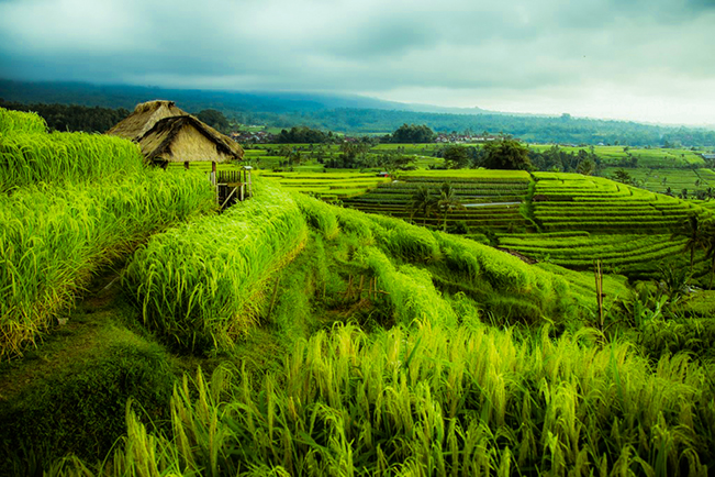 viajes indonesia jatiluwih terrazas arroz