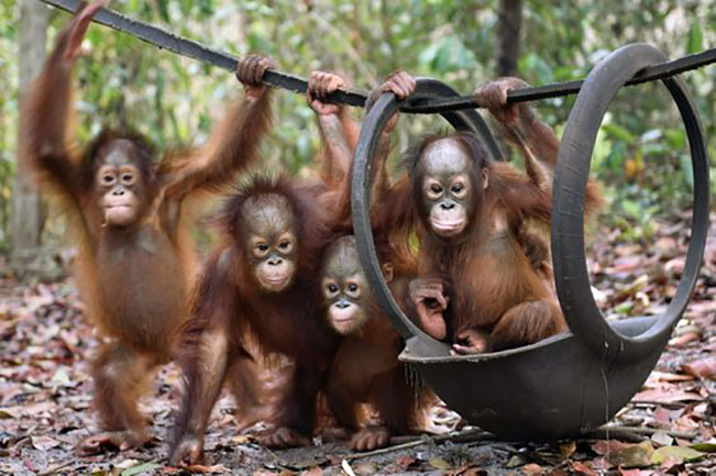viajes indonesia orangutan 2