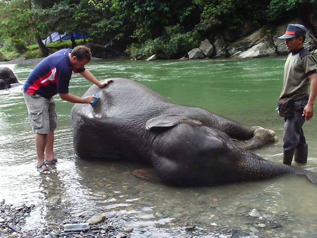 viajes indonesia sumatra elefantes