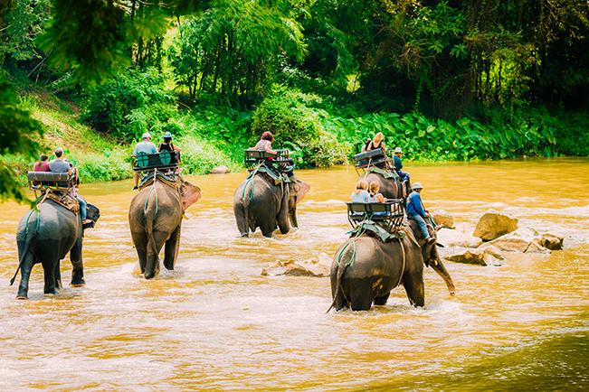 viajes tailandia chiang mai elefantes