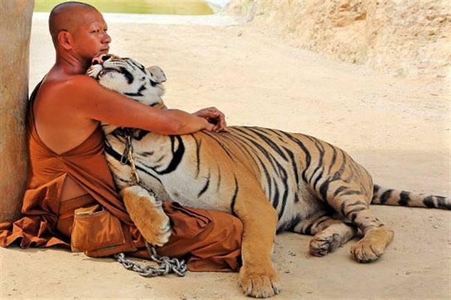 viajes tailandia chiang mai tigre