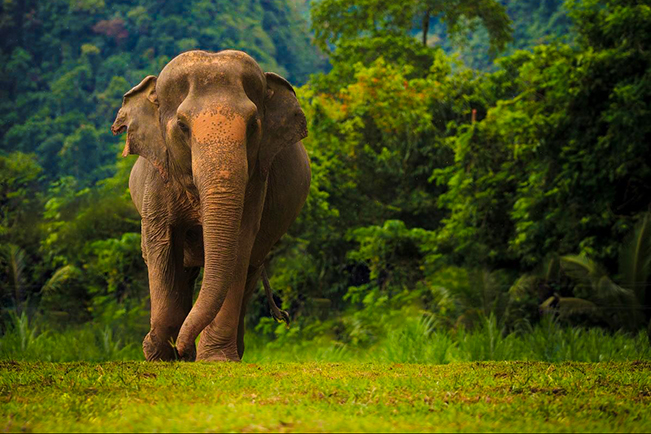 viajes tailandia elefante khao sok