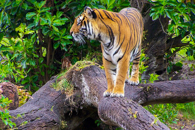 viajes tailandia tigre tailandia