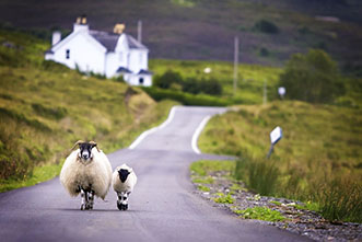 Two sheep Scotland