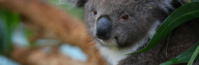 Viajes Australia koala Parque Featherdale Sidney