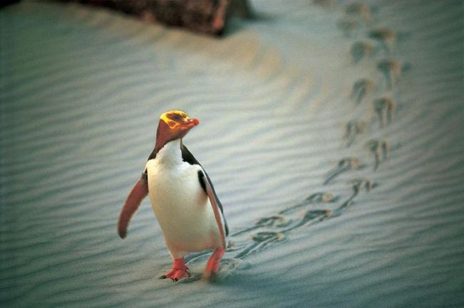 viajes nueva zelanda pinguino de ojos amarillos