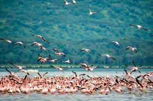 Flamingos en Kenia