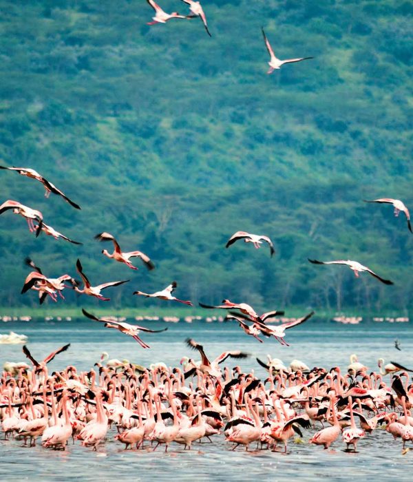 Flamingos en Kenia