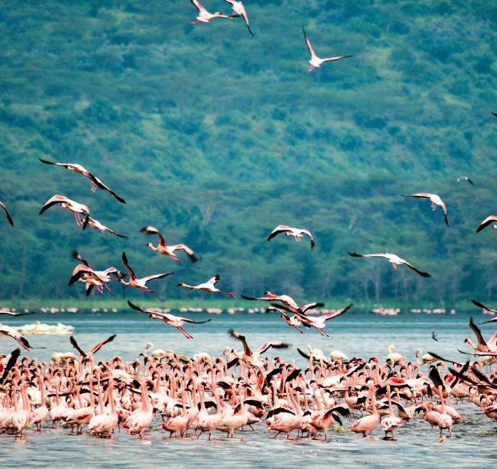 Flamingos en Kenia