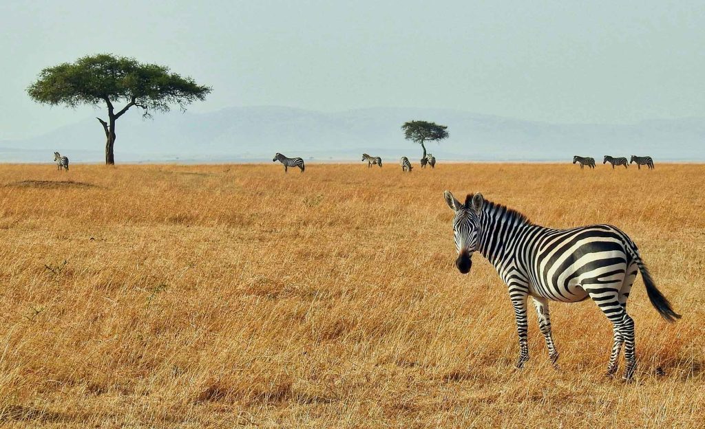 Cebra en Masai Mara, Kenia