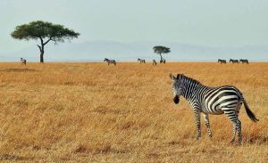 Masai Mara, Kenia