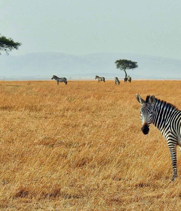 Masai Mara, Kenia