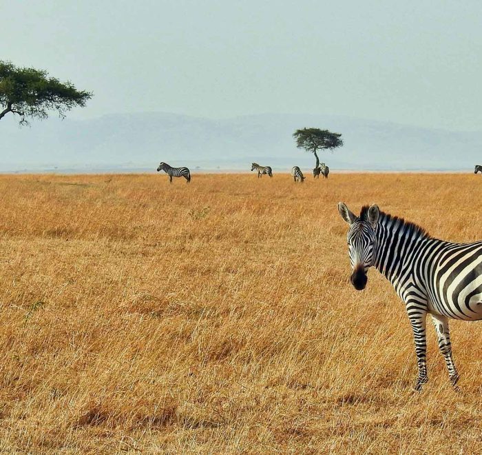 Masai Mara, Kenia