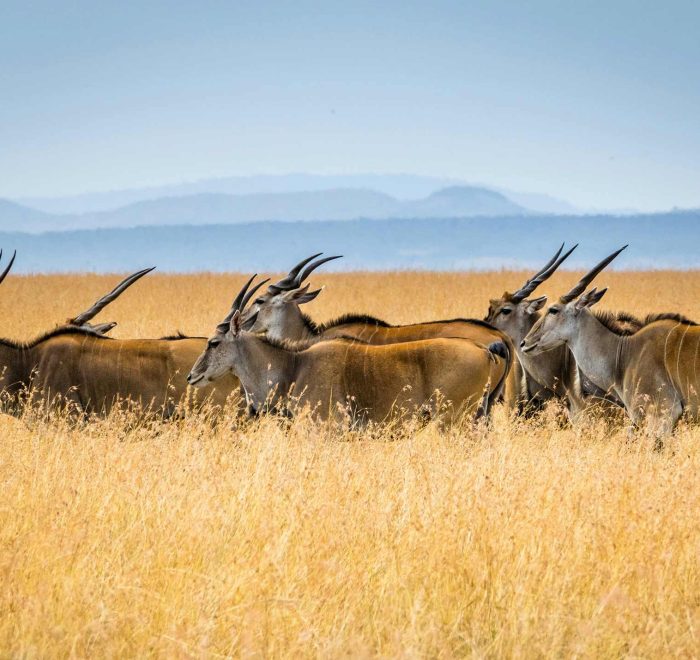 Safari en Kenia