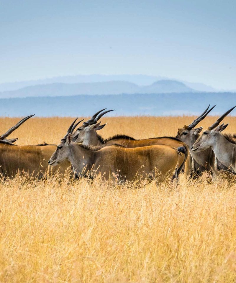 Impalas den el safari a Kenia y tanzania