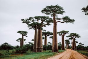 Viajes a Madagascar