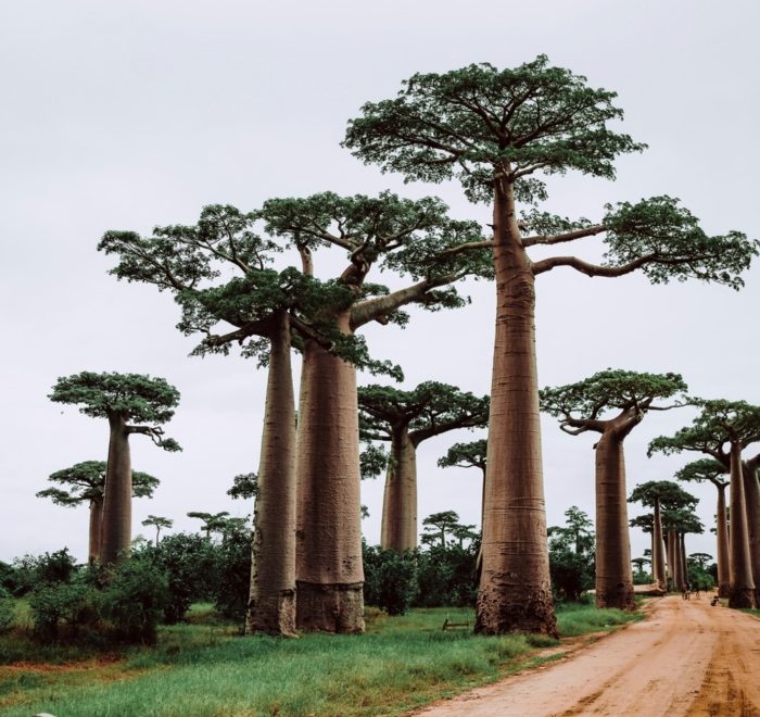 Viajes a Madagascar