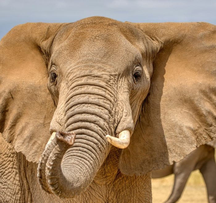 Primer plano de elefante africano