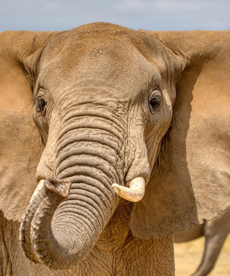Primer plano de elefante africano