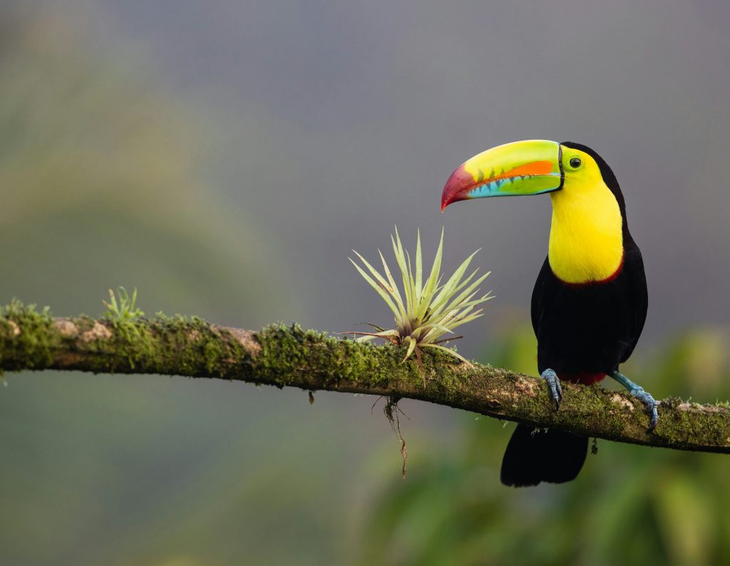 Viajes a Costa Rica