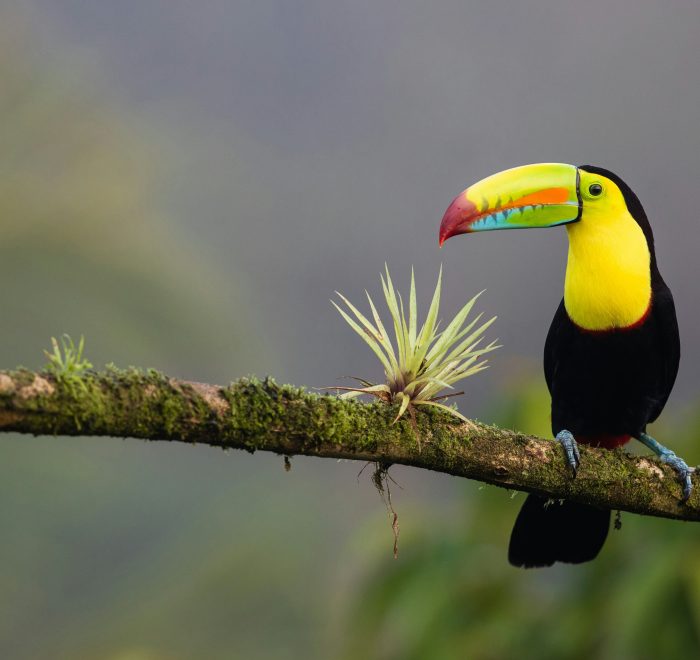 Viajes a Costa Rica