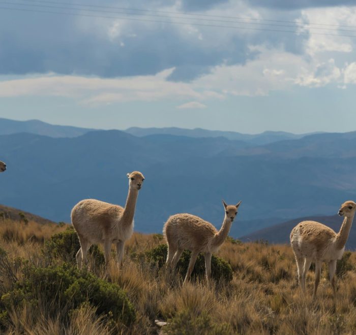 Viajes a Argentina