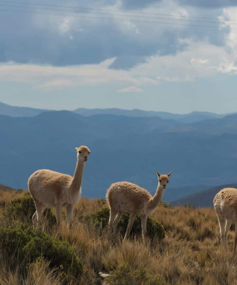 Viajes a Argentina