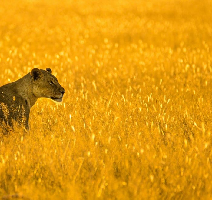 Viaje a Botswana