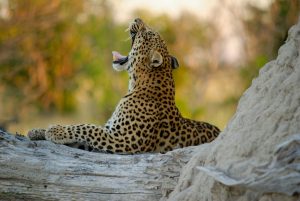 Viajes a Botswana