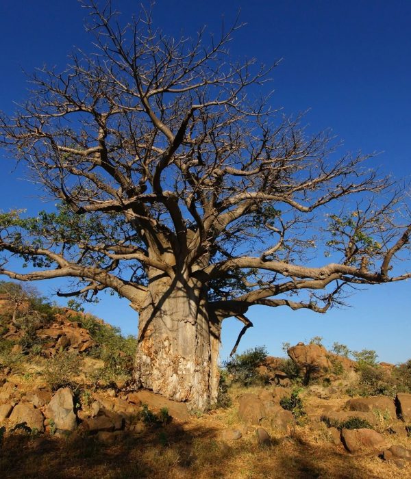 Viajes a Botswana