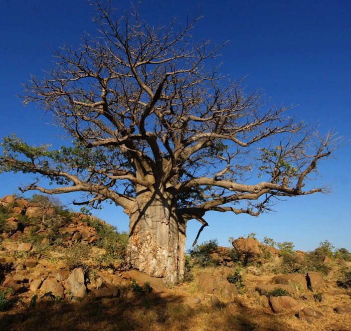 Viajes a Botswana