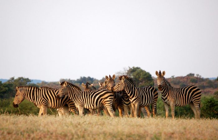 Viajes a Botswana