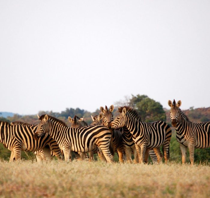 Viajes a Botswana