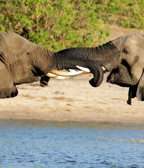 Viajes a Botswana