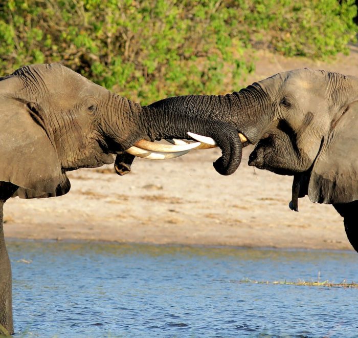 Viajes a Botswana