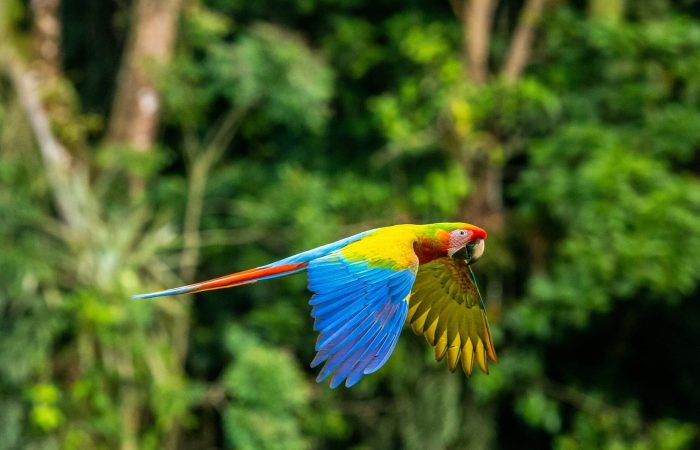 Viajes a Costa Rica