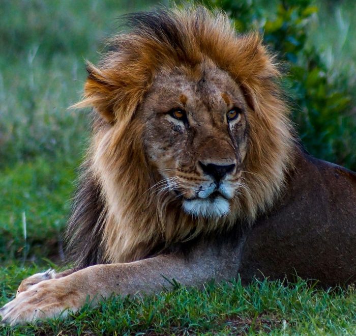 León en Kenia