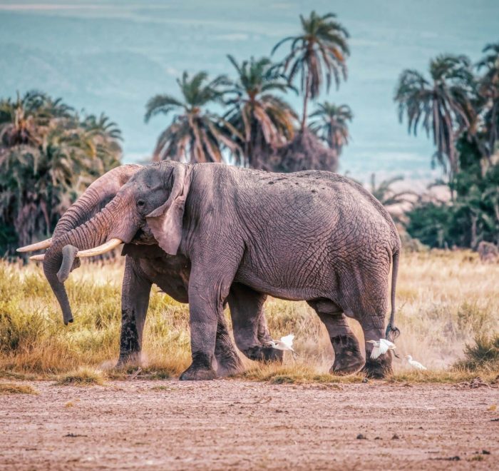 Viajes a Kenia