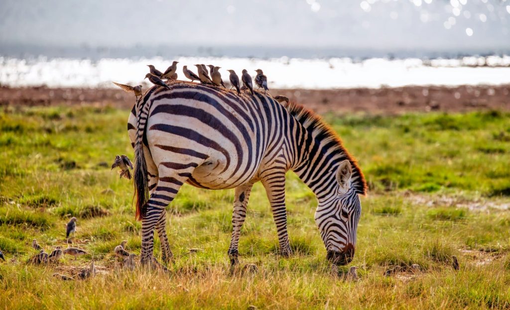 Cebra pastando en el viaje a Kenia