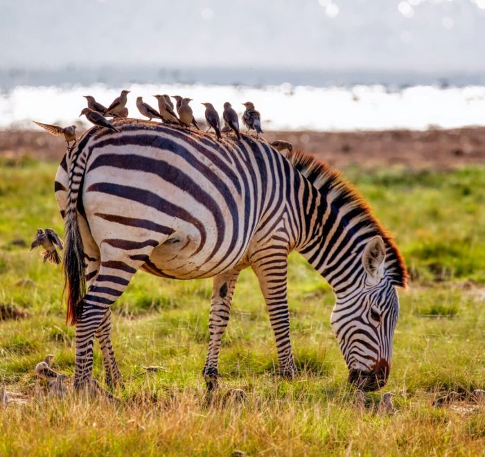 Cebra pastando en el viaje a Kenia