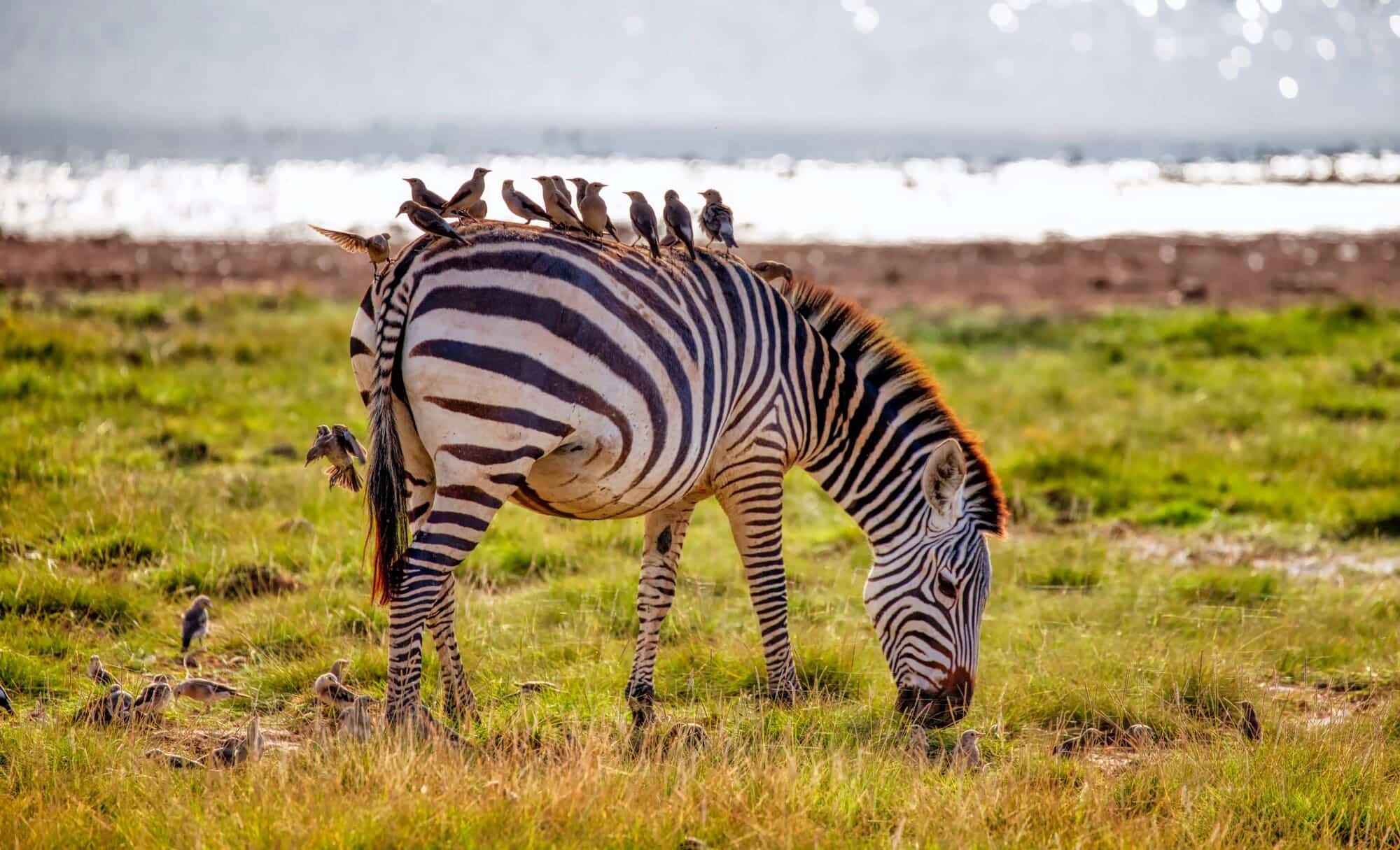 Viaje en grupo a Kenia 2025 con guía en castellano