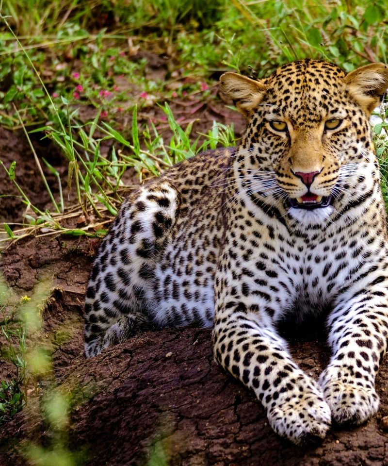 Guepardo en Kenia