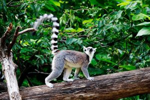 Viajes a Madagascar