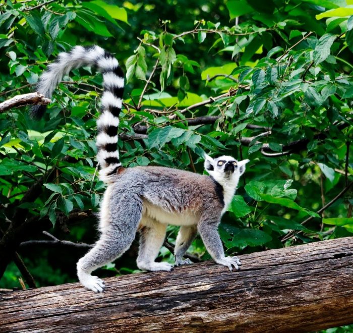 Viajes a Madagascar