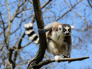 Viajes a Madagascar