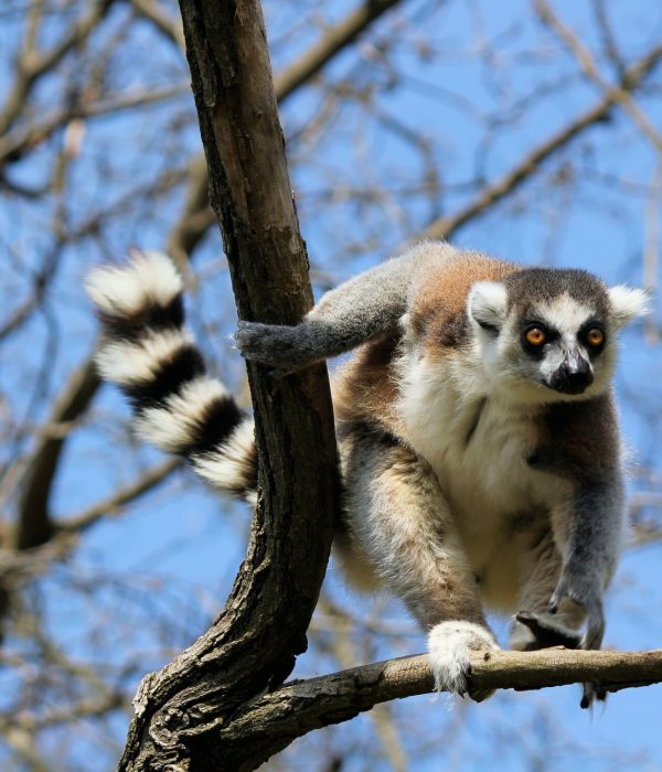 Viajes a Madagascar