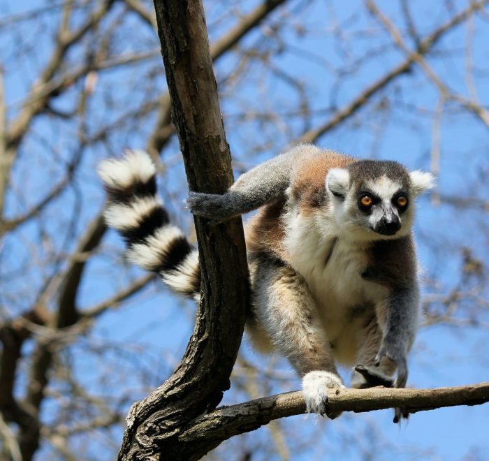 Viajes a Madagascar