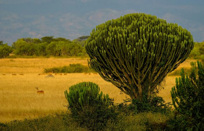 Viajes a Uganda